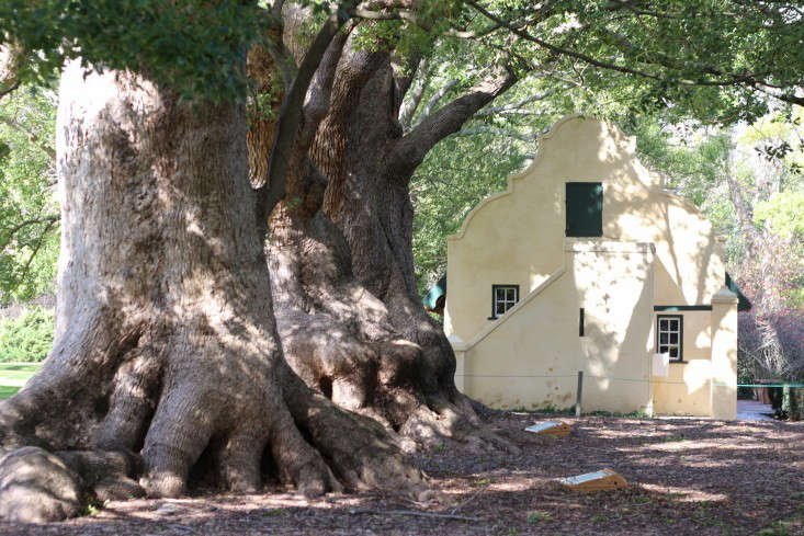 camphor trees Vergelegen Marie Viljoen ; Gardenista 0